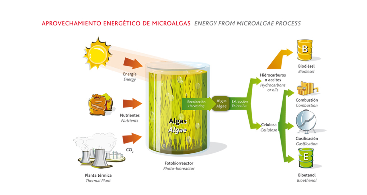 acciona microalgas
